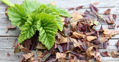 brombeerblätter grün und getrocknet