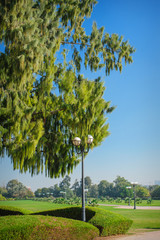 Big green tree and lamppost in the park