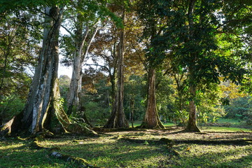 Large tropical fig trees in Panama