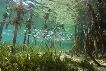 Mangrove ecosystem underwater with school of fish