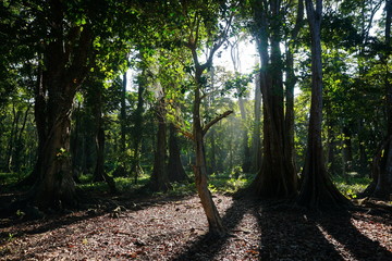 Tropical trees in forest of Costa Rica