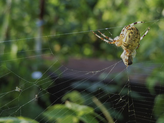 Паук с пойманной большой мухой