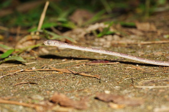 Blunt-headed vine snake Imantodes lentiferus