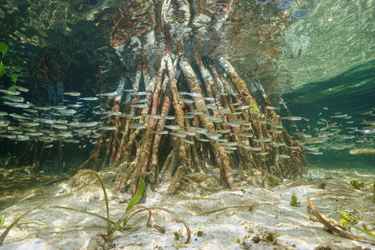 Shoal of juvenile fish swim near mangrove roots