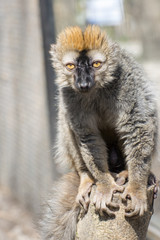 Red lemur (Eulemur rufus)