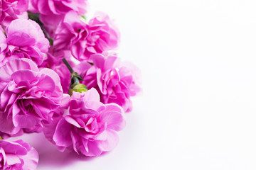 Pink soft spring flowers bouquet on white background