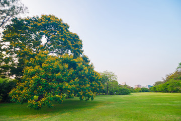 Green field city park, Beautiful lawn