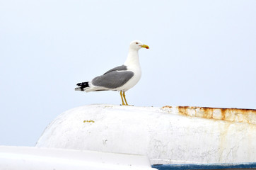 Gaviota barca