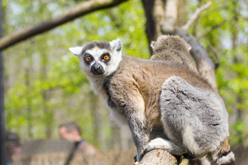 Ring-tailed lemur (Lemur catta)