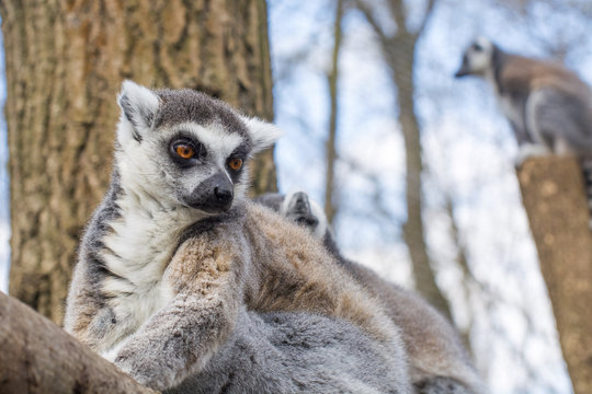 Ring-tailed lemur (Lemur catta)