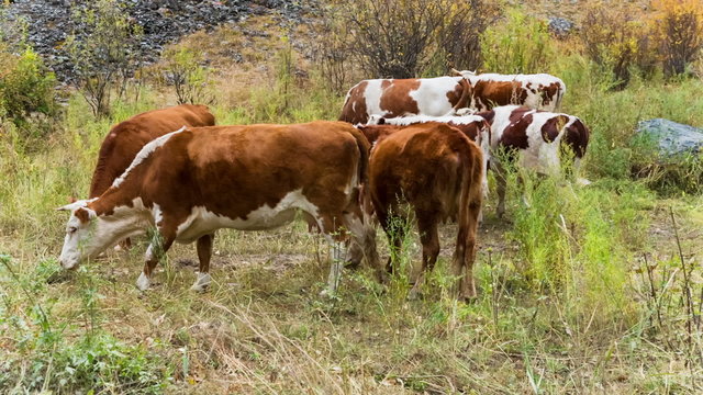  Herd of cows grazing in high mountains