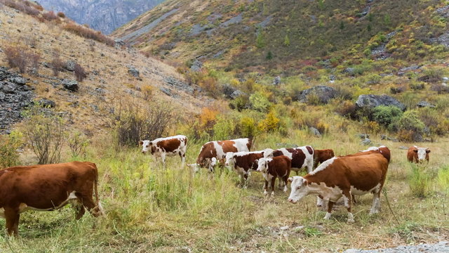 Cow and dog on pasture.  Herd of cows grazing in high mountains.