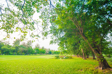 Obraz premium Beautiful green park at sunset , Serenity scence