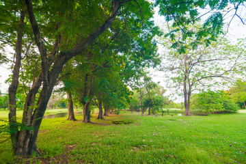Green lawn in park and recreation area