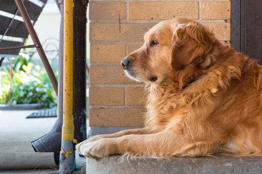 Golden Retriever Marcus Guarding On House Porch