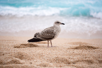 Beautiful Seagull on the beach