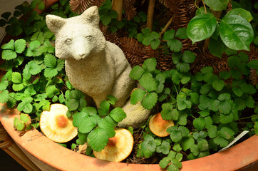 A moldlime fox