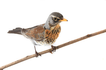 thrush