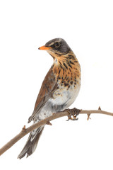 thrush