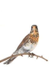 thrush