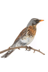 thrush