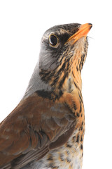 portrait thrush