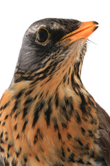 portrait thrush
