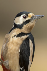 Woodpecker (Dendrocopos major) perched on a log