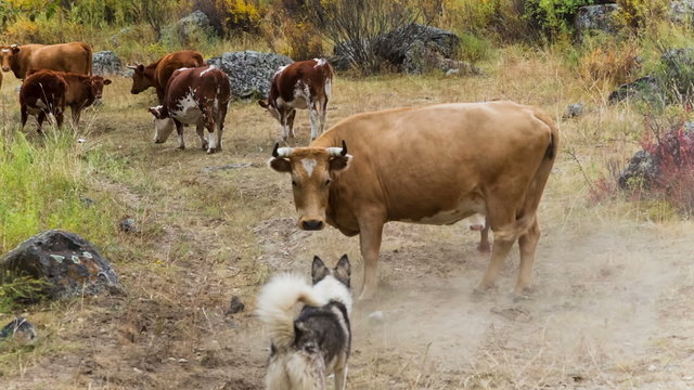 Cow and dog on pasture.  Herd of cows grazing in high mountains.