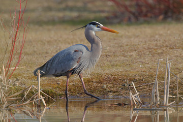 Great Blue Heron Stalking its Prey at the Edge of a Pond
