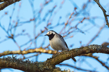 Wagtail in a tree