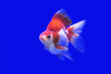 Goldfish Ryukin fancy colors in the tank ,bule backgound