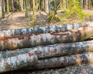 Pilled wood background