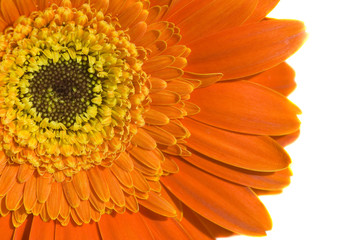 гербера на белом фоне