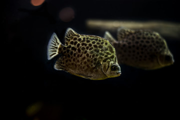 Spotted scat fish, Scatophagidae