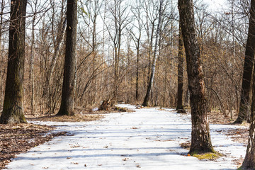 frozen ice path in spring forest