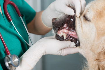 Veterinary clinic