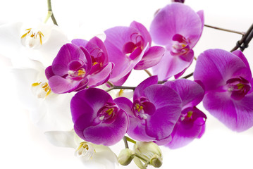 Fototapeta na wymiar орхидея