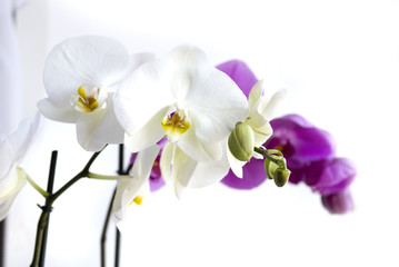 Fototapeta na wymiar орхидея