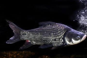 Siamese giant carp, Giant barb Fish,Thailand