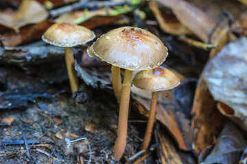 close up mushroom in deep forest