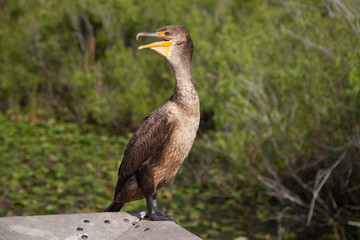 FL-Everglades National Park-Anhinga Trail