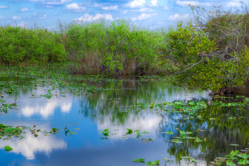 Obraz na płótnie Canvas Florida-Everglades National Park- Anhinga Trail