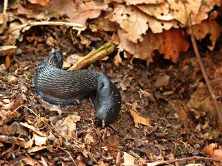 Schwarzer Schnegel (Limax cinereoniger)