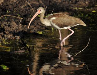 Changing Color / The juvenile Ibis in the south Florida wetlands