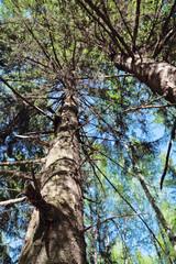 Thick tree trunks in forest on sunny summer day 