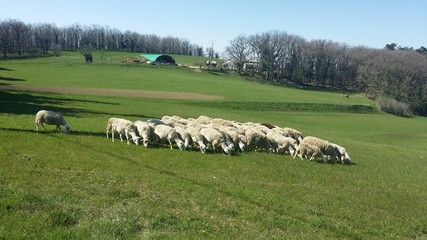 Obraz premium Troupeau de moutons