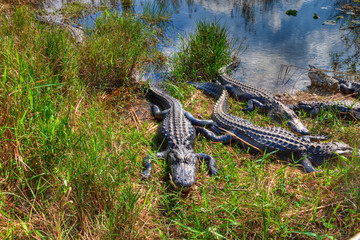 Fototapeta premium FL-Everglades National Park-Anhinga Trail