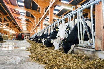 Moderner Rindviehstall, Holstein-Friesian Rinder beim Füttern
