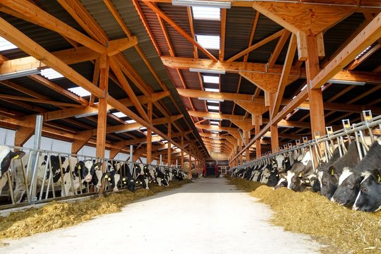Moderner Rindviehstall, Holstein-Friesian Rinder fressen Silage